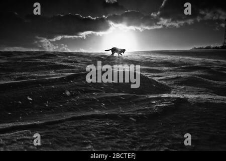 Seul chien joue dans la nature pendant la soirée hivernale venteuse. Photo en noir et blanc avec une atmosphère spectaculaire Banque D'Images