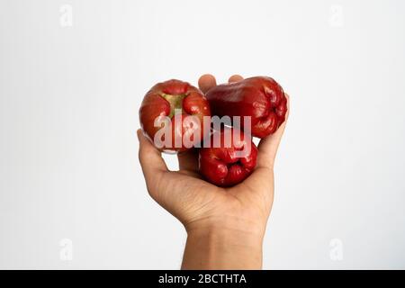 Main féminine tenant trois pommes d'eau asiatiques mûres sur un fond blanc. Banque D'Images