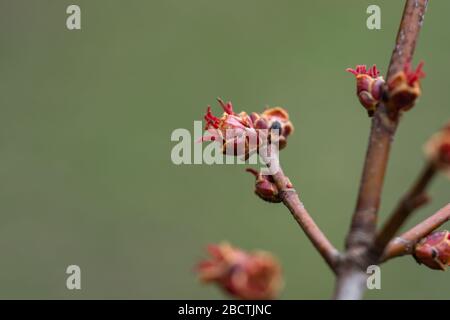 Bourgeons argentés de fleurs d'érable à Springtime Banque D'Images