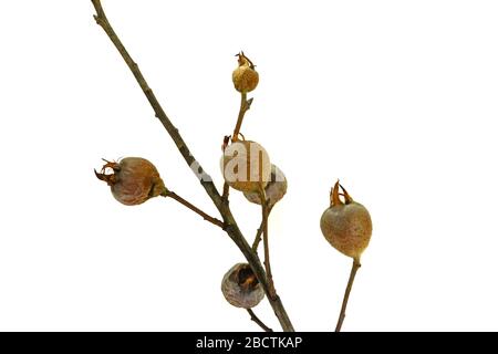 Mespilus germanica. Médaillés organiques frais, isolés sur fond blanc. Banque D'Images