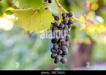 Close-up photo de pampre avec des feuilles vertes et bleu foncé de raisins mûrs de bord éclairé par un soleil éclatant sur red blurred light blanc bleu jaune Banque D'Images
