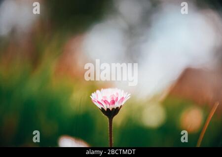 Photo détaillée sur la fleur de printemps dans un environnement vert frais Banque D'Images