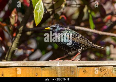 Starling Sturnus vulgaris dans les couleurs de reproduction printanière de couleur jaune pointé bill et les jambes et les pieds roses. A une gaine bleue verte avec des taches pâles Banque D'Images