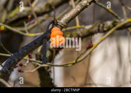 Chien exerçant un jouet en caoutchouc sur un cordon enchevêtré dans un arbre. Le jouet en caoutchouc orange sur le cordon a été jeté avec un mauvais but dans les branches d'arbre et à gauche. Banque D'Images