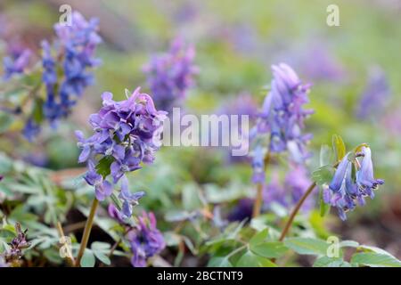 Fleurs du premier printemps dans une forêt. Fumewort, corydalis solida floraison dans une herbe verte Banque D'Images