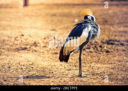 Magnifique oiseau de grue à couronne noire (pavonina de Baleaica), également connu sous le nom de grue à cravelle noire, debout sur le sol et nettoyant ses plumes. Banque D'Images