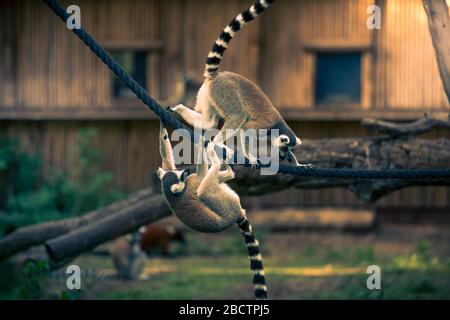 Deux lémuriens à queue rodée jouant et grimpant sur la corde dans un zoo. Banque D'Images
