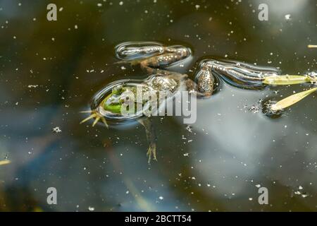 Une grenouille verte dans un petit étang Banque D'Images