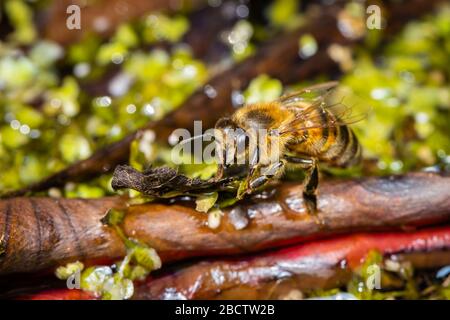 Vue rapprochée d'une abeille de carder commune (Bombus pascuorum) au printemps au repos sur une feuille de curled brun dans un jardin, une minibête à Surrey, Royaume-Uni Banque D'Images