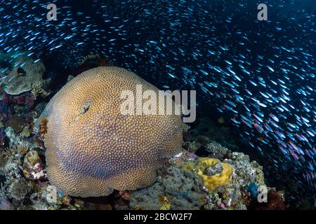 École de poissons tropicaux nageant au-dessus d'un récif de corail immaculé Banque D'Images