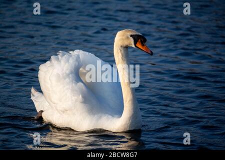 Vue oblique du cygne muet pagayant sur le lac en soirée au soleil Banque D'Images