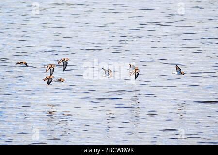 Les oiseaux qui volent au-dessus des eaux de la baie de San Francisco, Palo Alto, Californie, sont les moins cornemusts Banque D'Images