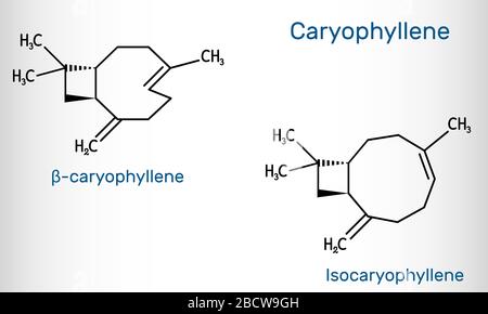 Isomères du caryophyllène, bêta-caryophyllène et isocaryophyllène , molécule de C-24. C'est le sesquiterpène bicyclique naturel qui est un constituant de beaucoup d'e Illustration de Vecteur