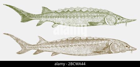 L'esturgeon jaune européen, acipenser sturio et menacé d'esturgeon à museau court, acipenser brevirostrum en vue latérale Illustration de Vecteur