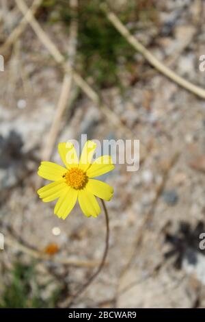 Joshua Tree National Park accueille California Coreopsis, Leptosyne californica, fleurs sauvages annuelles de printemps en fleurs jaunes indigènes du Mojave du Sud. Banque D'Images