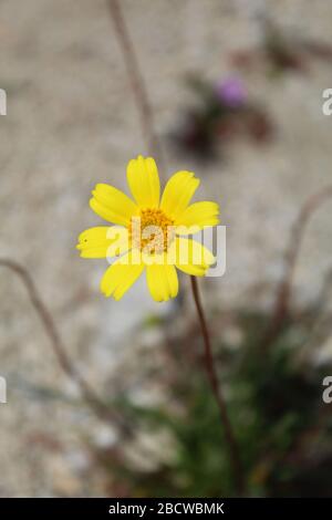 Joshua Tree National Park accueille California Coreopsis, Leptosyne californica, fleurs sauvages annuelles de printemps en fleurs jaunes indigènes du Mojave du Sud. Banque D'Images