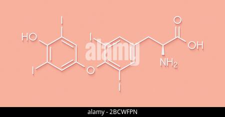 Thyroxine (T4, lévothyroxine) molécule d'hormone thyroïdienne. Prohormone de la thyronine (T3). Utilisé comme médicament pour traiter l'hypothyroïdie. Formule du squelette. Banque D'Images
