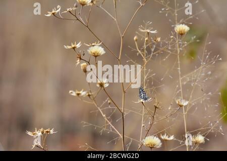 Papillon bleu de Thorn-Tree dans le Grassland africain (Azanus moriqua) Banque D'Images