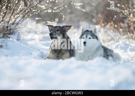 Les chiens de berger Austarlian s'assoient dans la neige. Banque D'Images