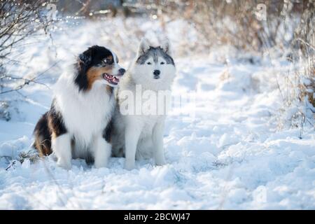 Les chiens de berger Austarlian s'assoient dans la neige. Banque D'Images
