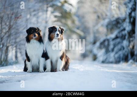 Les chiens de berger Austarlian s'assoient dans la neige. Banque D'Images