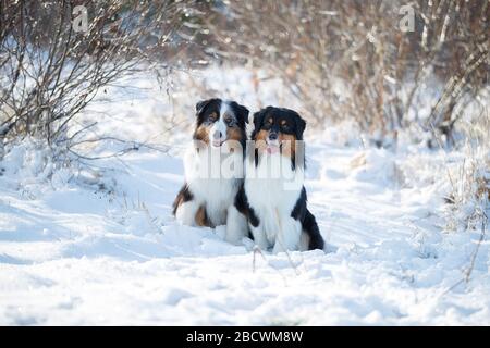 Les chiens de berger Austarlian s'assoient dans la neige. Banque D'Images