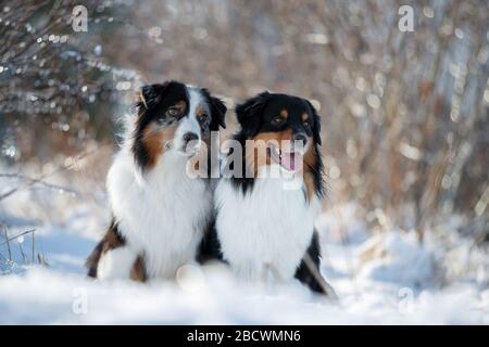 Les chiens de berger Austarlian s'assoient dans la neige. Banque D'Images