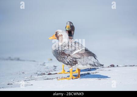 Canards À Vapeur (Pachyeres Brachypterus), Îles Falkland, Amérique Du Sud Banque D'Images