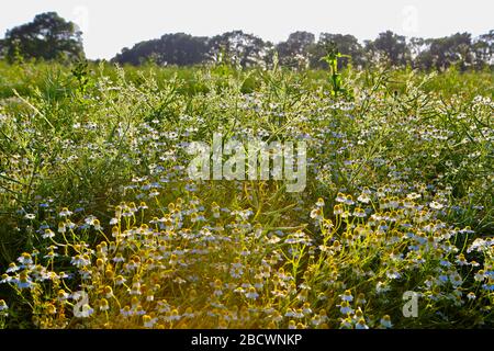 Fleurs d'été, camomille et chardons, communs en Angleterre du Sud, pousse sur les routes, les lieux de déchets et les bords des champs de maïs, jusqu'à 50 cm. Banque D'Images