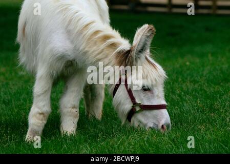 Miniature méditerranéenne Donkey. Espèce: Asinus,genre: Equus,famille: Équidés,ordre: Perissodactyla,Classe: Mammalia,Phylum: Chordata,Royaume: Animalia,miniature méditerranéenne Donkey,Donkey,ongulate,Odd-toed ongulate,Kids Farm miniature méditerranéenne Donkey Banque D'Images