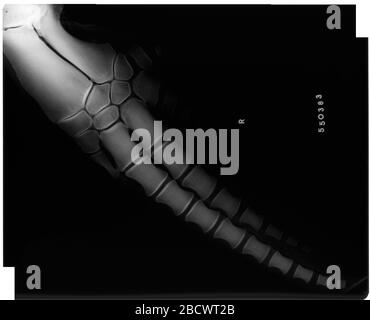 Grampus griseus Cuvier 1812. 18 nov 20191 Grampus griseus Cuvier 1812 Banque D'Images