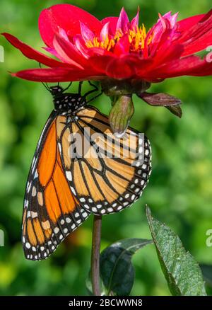 Vue portrait d'un papillon monarque femelle (Danaus plexippus) pollinant sur le dessous d'une fleur de Dhalia. Banque D'Images