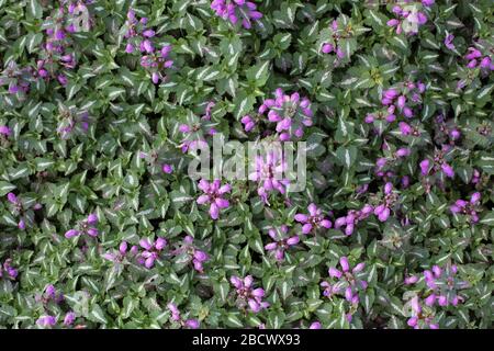 Lamium maculatum - ortie morte repérée. Banque D'Images