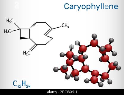 Caryophyllène, bêta-caryophyllène, molécule de Ca-24. C'est le sesquiterpène bicyclique naturel qui est un constituant de nombreuses huiles essentielles. structure chem Illustration de Vecteur