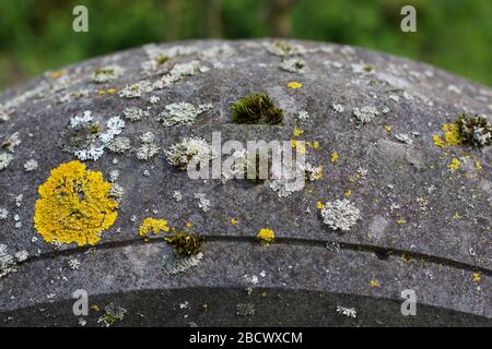 Plusieurs types et couleurs de lichen sur une vieille pierre tombale. Banque D'Images