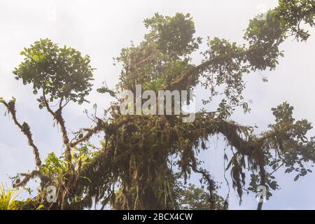 Couverts de mousse, arbre tropical avec vignes et pendent de ses branches, de Monteverde Sky à pied dans le Parc National de Monteverde, Costa Rica Banque D'Images