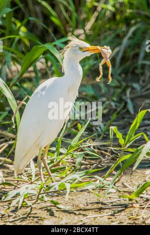 Parc national de Palo Verde, Costa Rica. Bétail Egret (Bubulcus ibis) mangeant une grenouille à côté de la rivière Tempisque. Banque D'Images