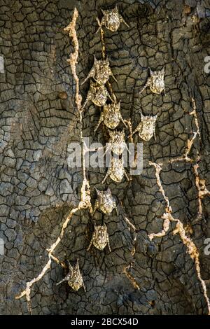 Parc national de Palo Verde, Costa Rica, Amérique centrale. Chauves-souris à bec long sur un tronc d'arbre. Banque D'Images