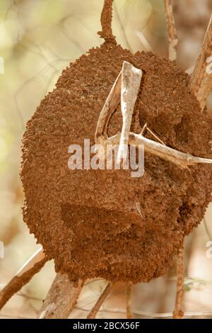 Les termites nichent dans un arbre sur le terrain de l'hôtel Casa Conde del Mar à Panama Beach, Guanacaste, Costa Rica Banque D'Images
