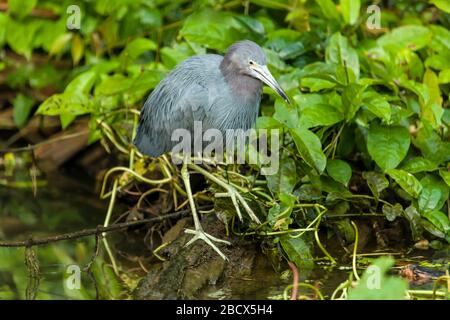 Petit héron bleu (Egretta caerulea) dans le parc national de Tortuguero, Costa Rica Banque D'Images