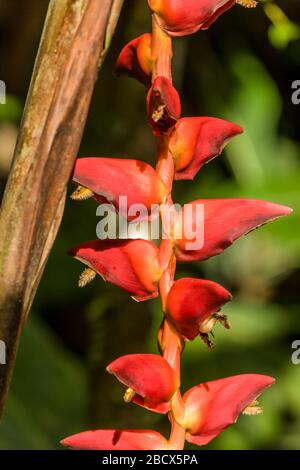 L'usine d'Heliconia, qui pousse sauvage à Tortuguero, Costa Rica, en Amérique centrale. Les noms communs du genre comprennent les langoustes et les plantains sauvages Banque D'Images