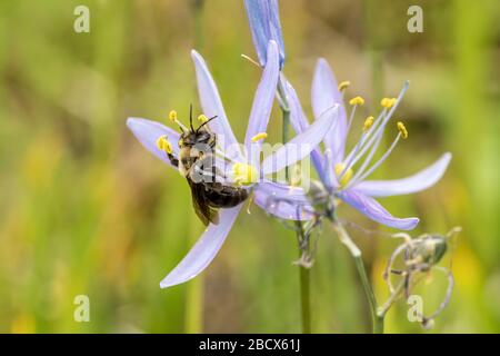 Réserve naturelle de Mima Mounds près d'Olympia, Washington, États-Unis. La pollinisation par Bumblebee de Franklin d'une fleur sauvage commune de Camas est en danger critique. Banque D'Images