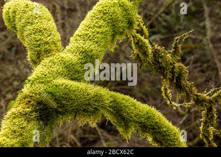 Hobart, Washington, États-Unis. Arbre recouvert de mousse avec fougères de réglisse qui en sortent. Banque D'Images