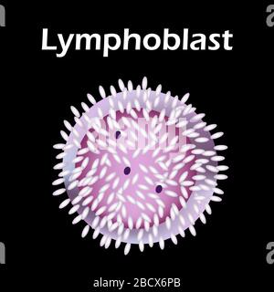 La structure du lymphocyte. Lymphocytes cellules sanguines. Immunité aux globules blancs. Leucocyte. Infographies. Illustration vectorielle sur isolée Illustration de Vecteur