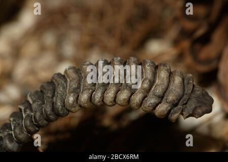 Crotale de bois. Espèce: Horridus,genre: Crotalus,famille: Viperidae,ordre: Squamata,Classe: Reptilia,Phylum: Chordata,Royaume: Animalia,Reptile,Snake Timber Rattlesnake Banque D'Images