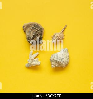 Coquillages isolés sur fond jaune. Décoration marine d'été. Plat, vue sur le dessus, espace de copie Banque D'Images