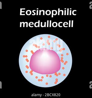 Structure de l'éosinophil. Cellules sanguines d'éosinophiles. Globules blancs. Leucocytes. Infographies. Illustration vectorielle sur un arrière-plan isolé. Illustration de Vecteur