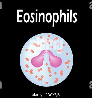 Structure de l'éosinophil. Cellules sanguines d'éosinophiles. Globules blancs. Leucocytes. Infographies. Illustration vectorielle sur un arrière-plan isolé. Illustration de Vecteur