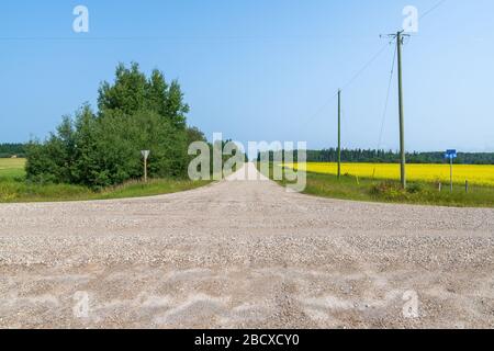 Les routes en gravier se croisent près d'un champ de canola dans les régions rurales de l'Alberta, au Canada Banque D'Images