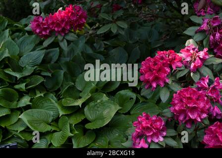 Rose Rhododendron Rhododendrons Dell Flower couleur fleurs Bloom coloré Blooming aux jardins botaniques royaux Kew Gardens, Richmond, Londres Banque D'Images